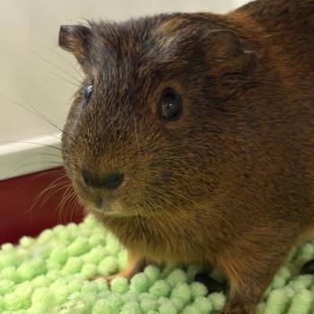 Rescue Guinea Pig Guinea Pigs for Adoption in Stokesdale, North Carolina - Taz And Pablo | PetCurious
